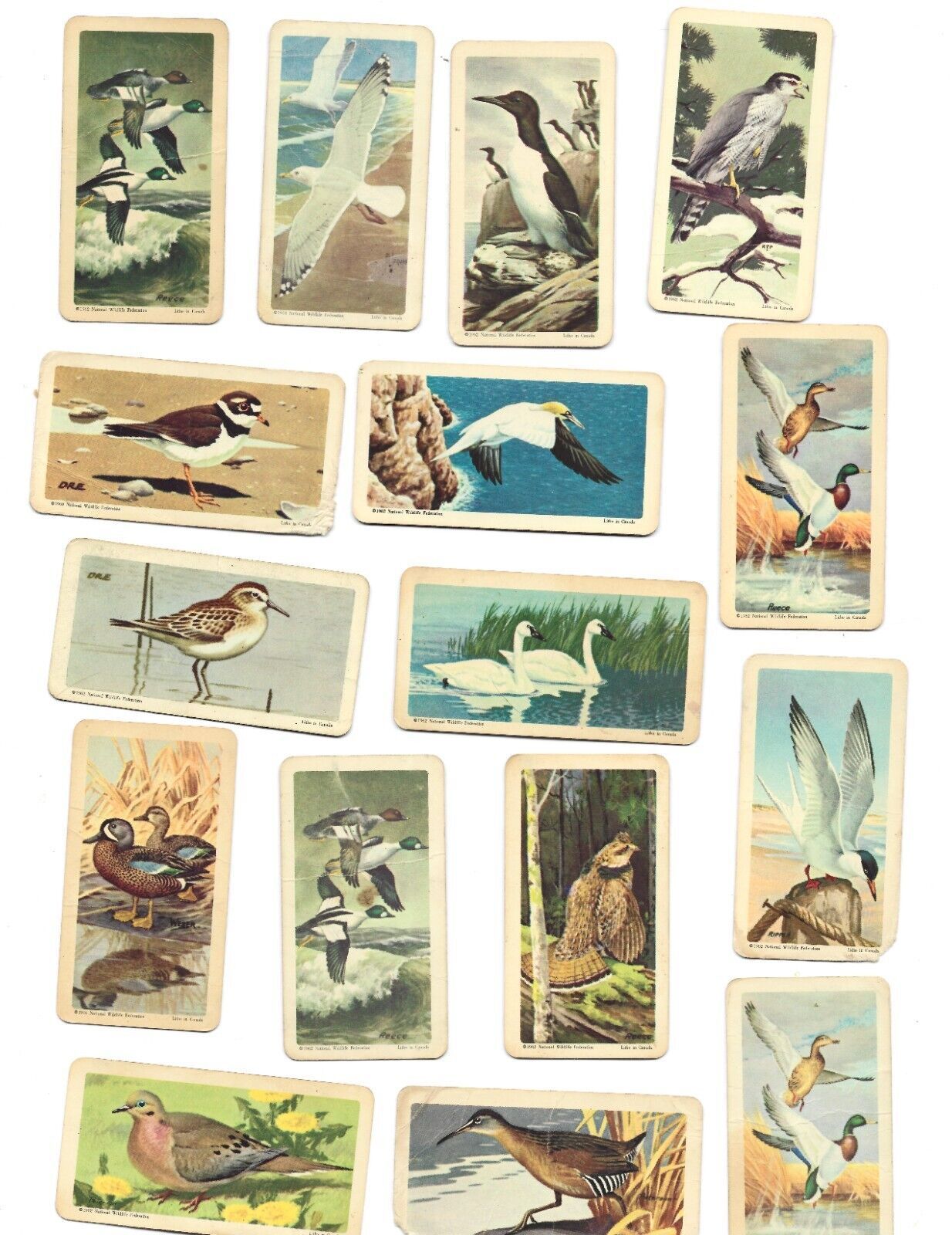 32 Brooke Bond Cards-Birds of North America-Red Rose Tea - $30.00