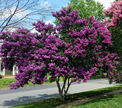 Lima Ja 50 Purple Crepe Myrtle Crape Tree Seeds - Every Seed Comes From Our Own T - £8.79 GBP