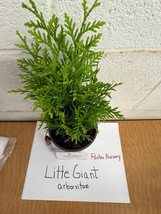 Little Giant Dwarf Arborvitae 1 qt. pot - £7.15 GBP