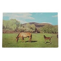 Adult And Baby Horse Postcard Farm Pasture Grazing Vintage - £1.45 GBP