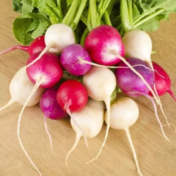 Fresh 50 Seeds Radish Seeds Easter Egg Open Pollinated Seed - £7.06 GBP