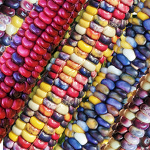 KKG Painted Mountain Ornamental Corn Seeds Organic Rainbow Indian Dent S... - $7.89