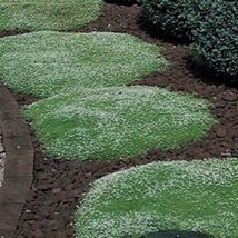 BEST 200 Seeds Easy To Grow Irish Moss Ground Cover-- Landscape - £7.72 GBP