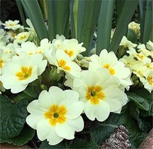 PWO Fresh 100Pcs Evening Primrose Seeds - Light Yellowish White Flowers With Yel - $6.20