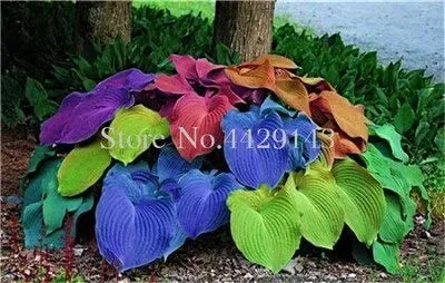 100 Seeds Hosta Bonsai Plantain Beautiful Lily Flower White Lace Home Seller US - £7.64 GBP