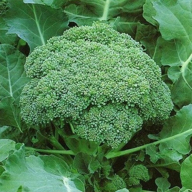 Broccoli Bulbs MX Broccoli Seeds Green Sprouting Calabrese Non GMO Heirloom Bulk Seed ...