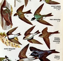 Swallows &amp; Purple Martin Varieties 1966 Color Bird Art Print Nature ADBN1Q - £15.97 GBP