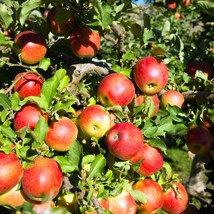 Grow Your Own Pink Gala Apples - 5 Premium Seeds for Planting, Eco-Friendly Gard - £2.37 GBP