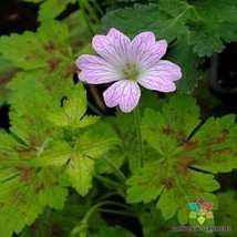 25+ Dawn Time Geranium Seeds - $8.48