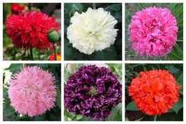 BPA 250 Seeds Organic Peony Poppy Mixed Colors Papaver Paeoniflorum Red Pink Flo - £7.80 GBP