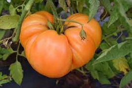 50 Seeds Orange Minsk Tomato Vegetable Garden - £7.74 GBP