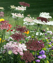 VP Queens Anne&#39;S Lace Seeds Purple White / Easy To Grow / Non Gmo / 100 Seeds /  - £5.00 GBP