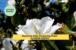 Bauhinia Alba Seeds – 10 Seeds for Planting, White Orchid Tree, Tropical... - $5.85+