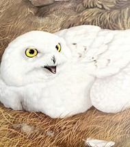 Snowy Owl Art Print Color Plate Birds Of Prey Vintage Nature 1979 DWT11A - $673.63 MXN