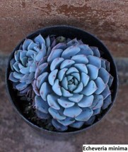 Echeveria Minima Seeds  20 Pack: Create Miniature Beauty In Your Succulent Gard  - £7.49 GBP