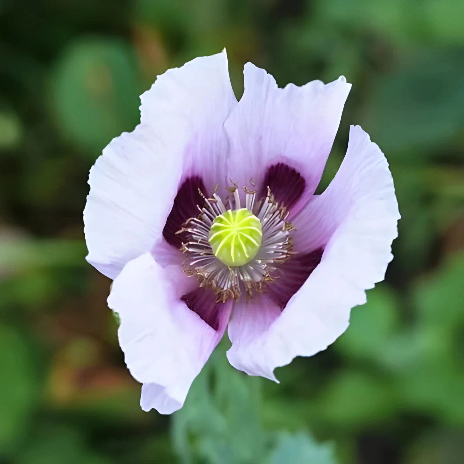 1,500 Blue Moon Poppy Seeds  P. Somniferum - Off White Blooms With Purpl... - $6.25