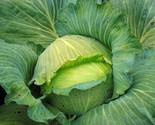 LWK Late Flat Dutch Cabbage 250 Seeds Easy Grow - $10.24