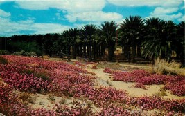 Chrome Postcard CA E186 Date Palms Sand Verbena Wildflowers Coachella Valley - $3.47