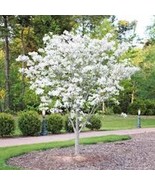 New Fresh 1 White Dogwood Tree 12-24In Tall Cornus Florida Flowering Dogwood Bar - $26.30