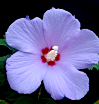 LIVE PLANT SINGLE PURPLE ROSE OF SHARON HIBISCUS ALTHEA 6&quot;to1&#39; STARTER B... - £35.96 GBP