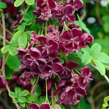 6 scion cuttings of Akebia Quinata (aka Chocolate Vine) Gardening - £54.34 GBP