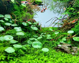Aquarium Plants Hydrocotyle Verticillata Pennywort - £18.79 GBP