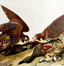 Peregrine Falcon Bird 1950 Lithograph Print Audubon Nature First Edition... - $29.99