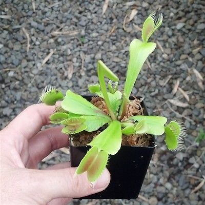 Extra Large Traps - Live Plant Dionaea 'King Henry' - Carnivorous Venus Flytrap