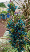 20 Pc Seeds Puya Alpestris Flower Plant, Sapphire Tower Seeds for Planting | RK - £19.74 GBP