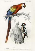 Ara Canga &amp; Great Spotted Woodpecker - Bird Illustration Poster - £26.45 GBP