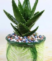 50 seeds Green Aloe Vera Plants Edible Beauty Edible Cosmetic Vegetables... - £12.82 GBP