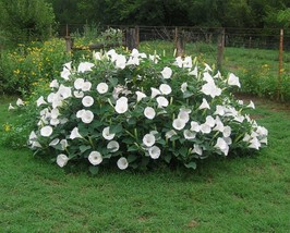 USA SELLER Fragrant Moonflower Bush 15 Seeds Fresh New - $18.98