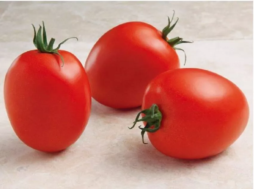 Tomato Seeds Tomato Namib F1 variety 25 Seeds Roma Tomato - $17.57