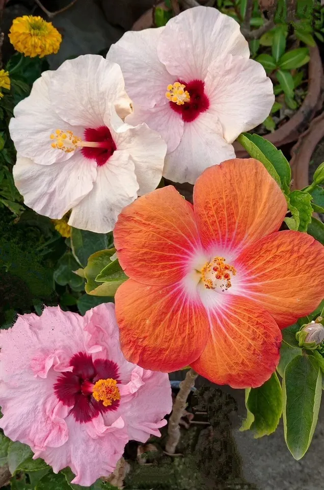 15 seeds Hardy Hibiscus Orange White Mixed color  - £11.63 GBP