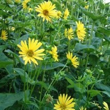 10 Yellow Compass Plant Silphium Laciniatum Prairie Compassplant 4&quot; Flow... - $10.45