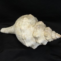 Triplofusus Giganteus Florida Horse Conch Large Real Atlantic Horn 11” S... - $58.79