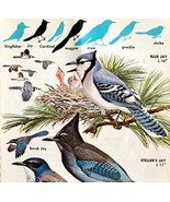 Blue Jay &amp; Other Jays Varieties 1966 Color Bird Art Print Nature ADBN1p - €17,23 EUR