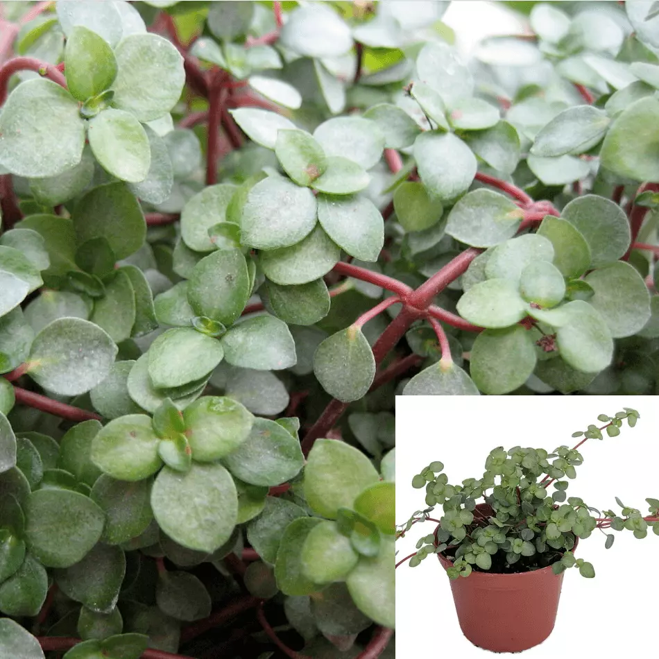 Pilea Glauca Red Stem Tears 4.5inches Pot LivePlant Aquamarine Live Plant - $19.99