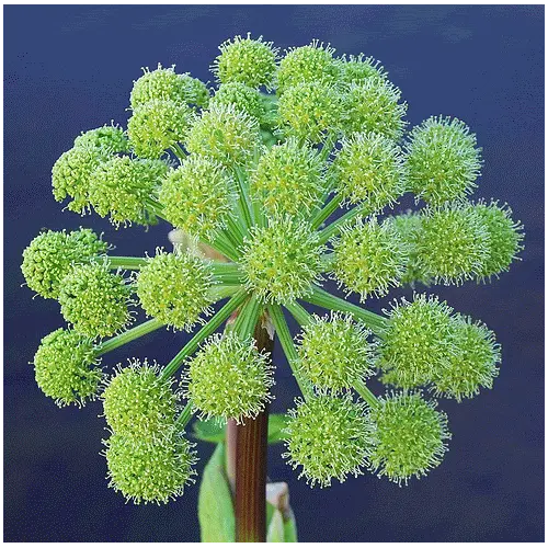 30 Angelica Archangelica Officinalis Edible Archangel Holy Ghost Herb Seeds Fres - £7.86 GBP