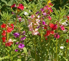 SGHOST Balsam Tom Thumb Mix Impatiens Dwarf 1216&quot; Shade Partshade Non Gmo 200 Se - £6.95 GBP