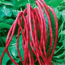 Heirloom Red Long Cowpea Vegetable Hybrid - 15 Seeds - £4.82 GBP