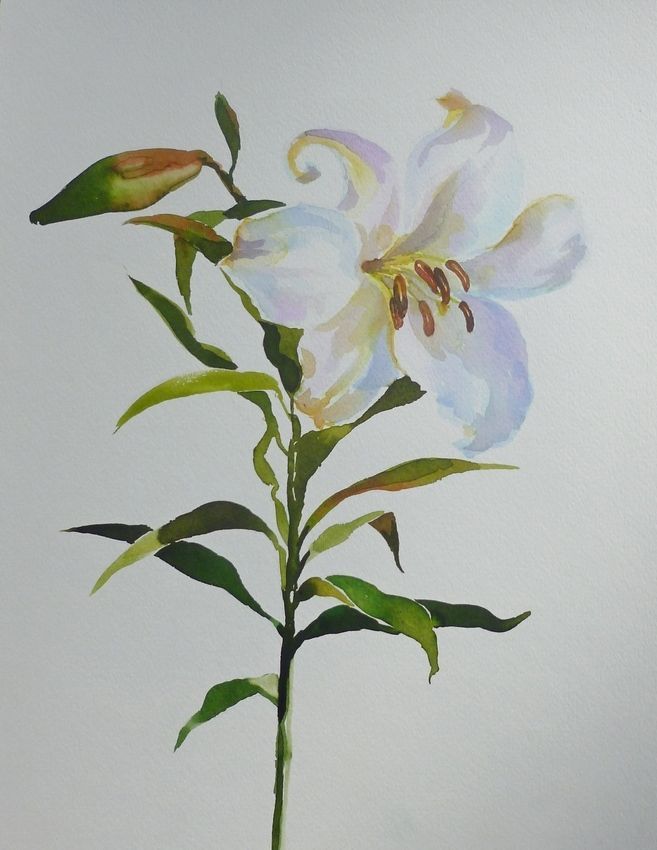 Akimova: LILY, watercolor, flower, still life - $10.00