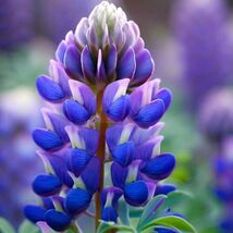 Fresh 20 Arroyo Lupine Seeds  - $5.79