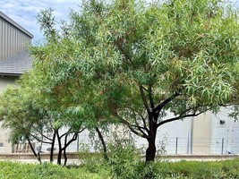 Item image 1 image 1