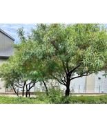 KKG Karee Tree African Sumac Willow Rhus Searsia Lancea 30 Seeds Plantin... - €18,19 EUR