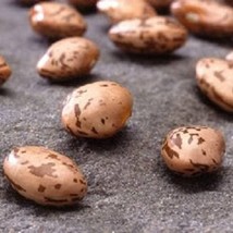 US Seller 50 Pinto Bean Phaseolus Vulgaris Vegetable Seeds Fast Shipping - $13.80