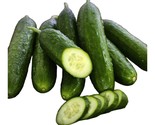 25 Beit Alpha Cucumber  Seeds Early 55 Days Maturity Crisp And Sweet New... - $8.99