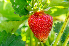 Eversweet Everbearing Grown Strawberry Plants - (10 Bare Root Plants ) - £16.02 GBP