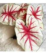 Caladium Fiesta 5 seeds, angels wings, elephant ears,  rare palm seeds - £3.86 GBP