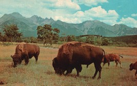 VINTAGE POST CARD BISON ROAM THE RANGE UNPOSTED 5.5 X 3.24 PHOTO CARD 19... - £7.02 GBP